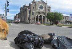 Chile: Matanza de 15 perros conmociona localidad de Punta Arenas
