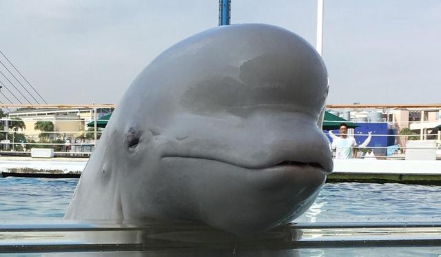 Foto 1 de 5: El encuentro con la beluga ha fascinado a muchos usuarios. (Foto referencial: Pexels)
