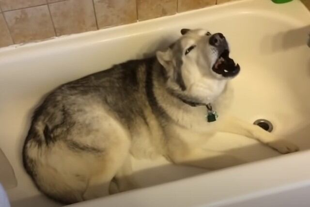 El perro lloraba con la intención de convencer a su dueña de que abra el caño para que él pueda jugar con el agua. (YouTube: Rumble Viral)