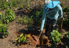 Un millón de árboles son plantados en Tambopata y Bahuaja Sonene