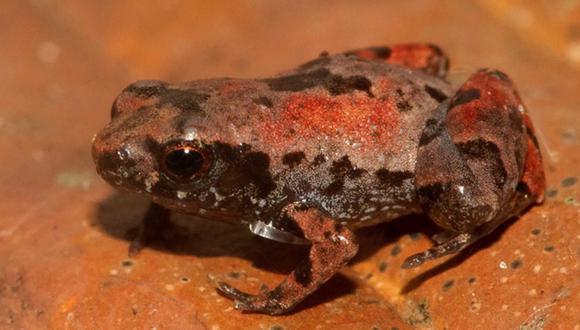 La investigación sobre la Noblella losamigos fue publicada en la revista científica Diversity. Foto: Alessandro Catenazzi.