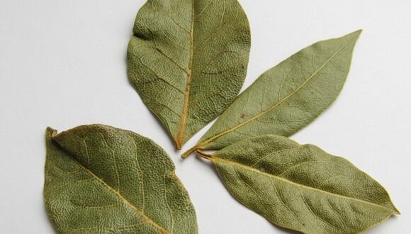 Las hojas de laurel pueden ayudarte a atraer la abundancia en el hogar. (Foto: Pixabay/Karyna Panchenko).