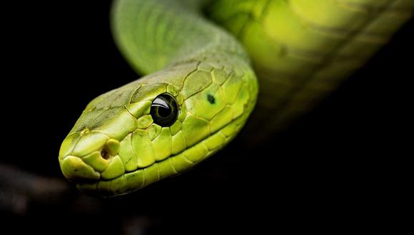 Las primeras serpientes tenían patas posteriores adaptadas a un ambiente de madriguera subterránea. (Foto referencial: Pixabay)