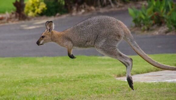 Travieso canguro invade centro comercial en Australia. (Foto: Pixabay / referencial)