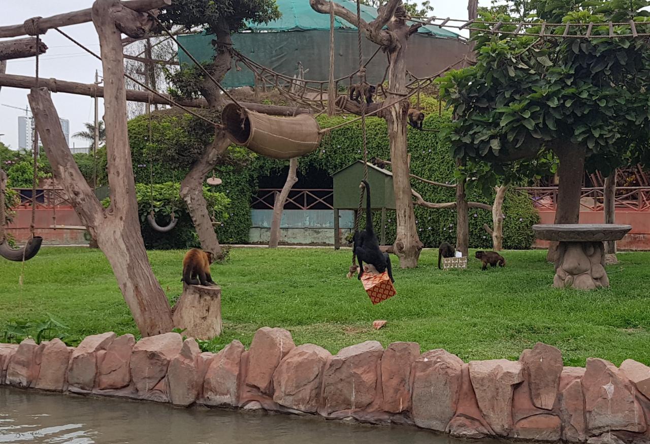 Los trabajadores del Parque de las Leyendas adelantaron la Navidad para los animalitos del zoológico (Foto: Difusión).