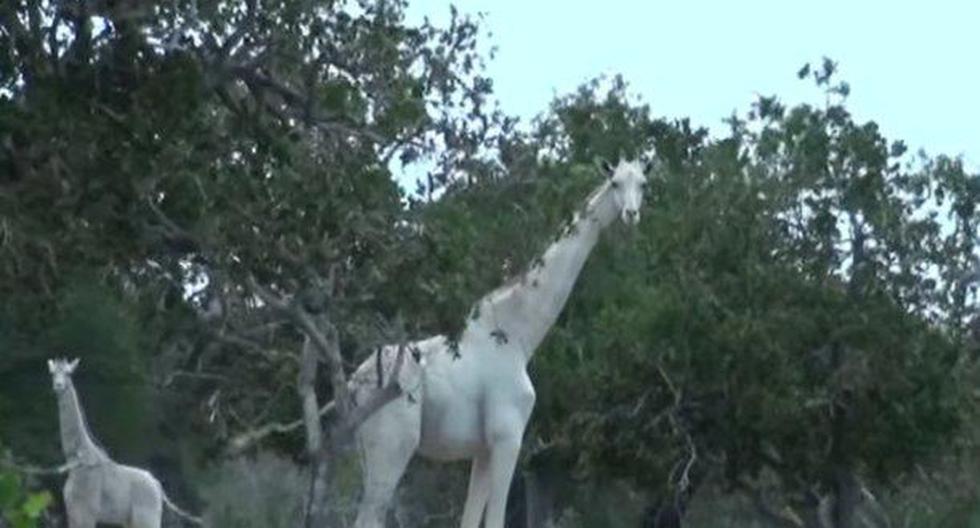 Este video de YouTube muestra a dos jirafas blancas. (Foto: captura YouTube)