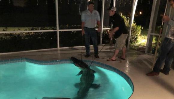 Un especialista y varios policías fueron necesarios para retirar al caimán de esta piscina en Sarasota. (Foto: Policía/Facebook)