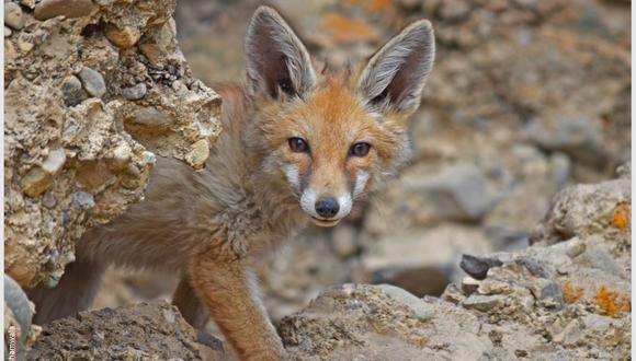 El abastecimiento humano comprendía un tercio de la dieta de zorro rojo en el pueblo de Leh, Ladakh. Imagen de Hussain S. Reshamwalaa
