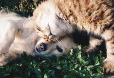 WUF: Mira el emotivo video que muestra la inquebrantable amistad entre un perro y gato