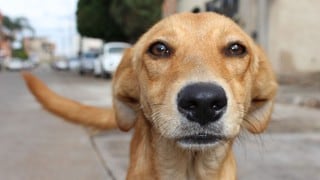 Perros callejeros convertidos en guardianes del patrimonio cubano
