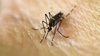 Cambio climático favorece la expansión del zika y otros virus