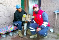 Ayacucho: registran 40 becerros nacidos por inseminación artificial