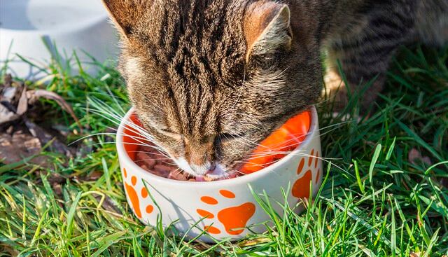 Policía de Indiana (Estados Unidos) permitió a infractores pagar sus multas con comida para gatos abandonados y el resultado fue abrumador. (Pixabay)