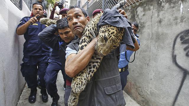 Nepal: felino escapa y es capturado por trabajadores del zoo - 6