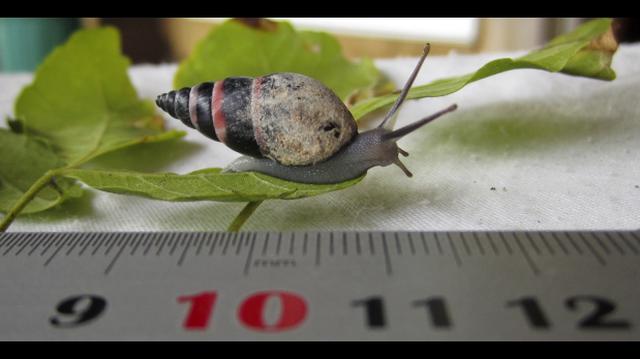 Redescubren un caracol se creía extinto hace siete años - 1