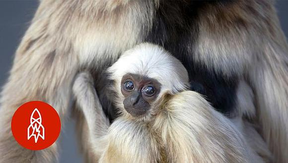 ¿Por qué es tan importante el nacimiento de este primate?