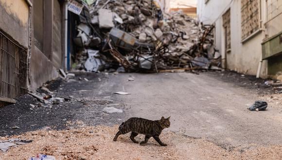Un gato camina en un área destruida por el terremoto en Antakya el 18 de febrero de 2023. (Foto de Sameer Al-DOUMY / AFP)