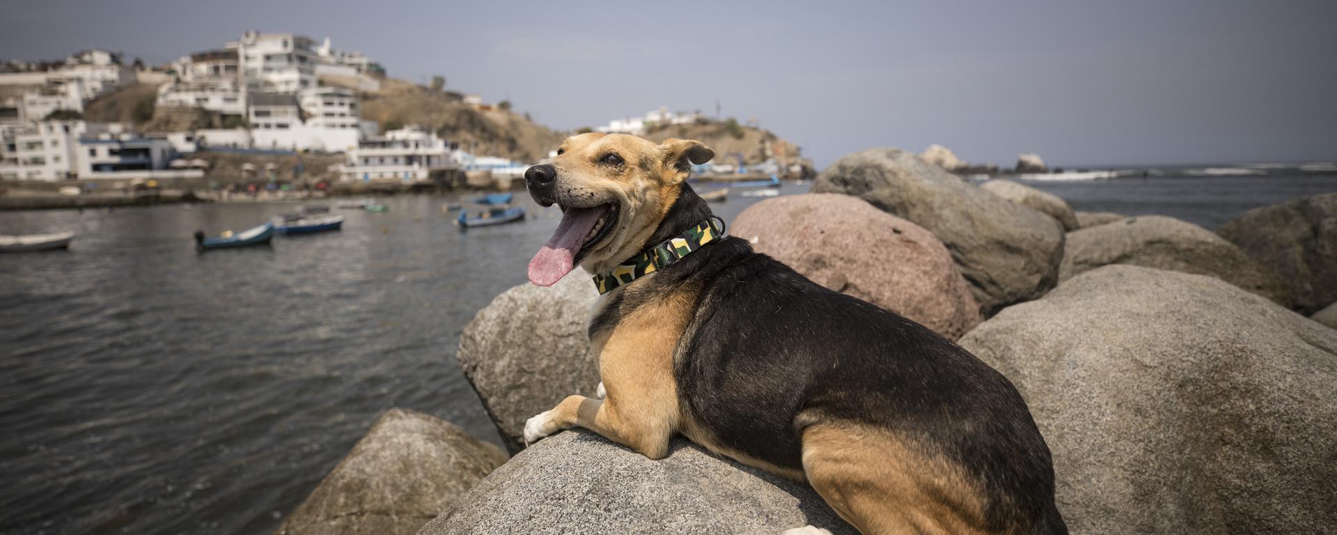 La verdadera historia de Vaguito, el perro de Punta Negra que busca a su dueño y ha inspirado una película
