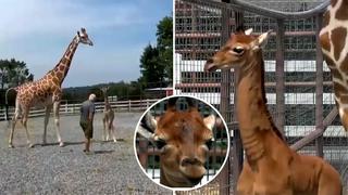 Jirafa sin manchas impacta por su apariencia en zoológico de Estados Unidos