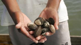 Incautan más de 13 kilos de conchas negras en Tumbes y Piura