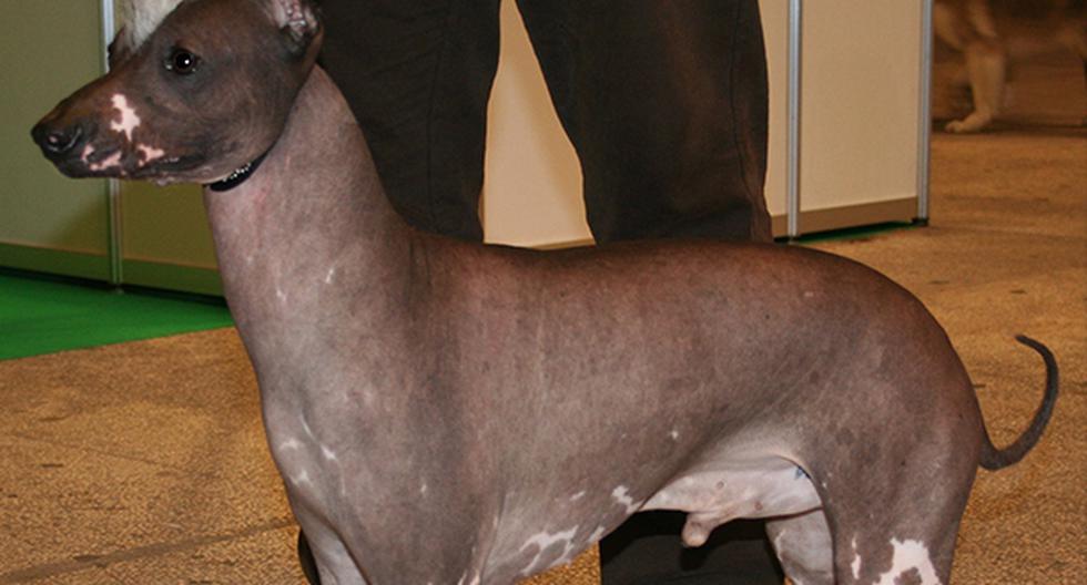 Es una de las mascotas de origen peruano que ha dejado impactados a todos en el planeta por no tener pelaje. (foto: captura)