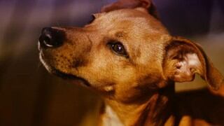 El comportamiento de perro al ver por primera vez su reflejo en espejo 