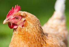 Carne in vitro | la empresa que produce pollo sin matar un solo animal