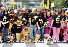 WUF: Fundación Huellas Perú organiza “Caminata Huellas 4K” en beneficio de los animales en estado de abandono