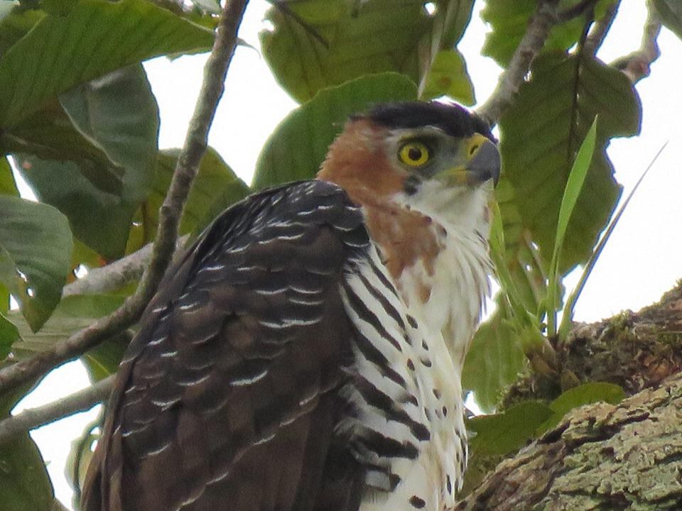 Aguila penachuda (Spizaetus ornatus) en Loreto. Foto: Facebook Aves del Perú
