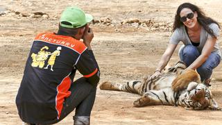 El santuario de tigres que existe en Tailandia