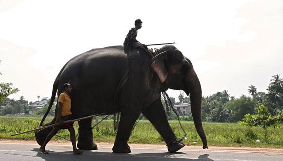 Un hombre monta un elefante en una carretera en Piliyandala, un suburbio de la capital de Sri Lanka, Colombo.
(LAKRUWAN WANNIARACHCHI / AFP).
