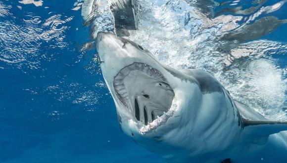 Un tiburón había comido un brazo humano, pero lo vomitó, revelando un asesinato que había por detrás. | Créditos: Pexels / Referencial.