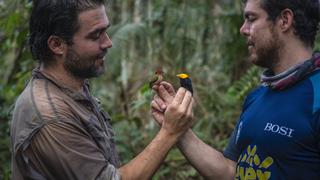 Colombia: el biólogo que observa aves con exguerrilleros de las FARC