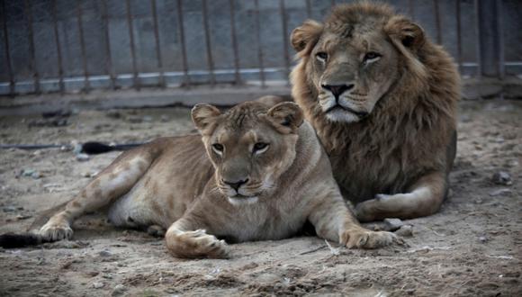 El zoológico de Montevideo se queda sin leones