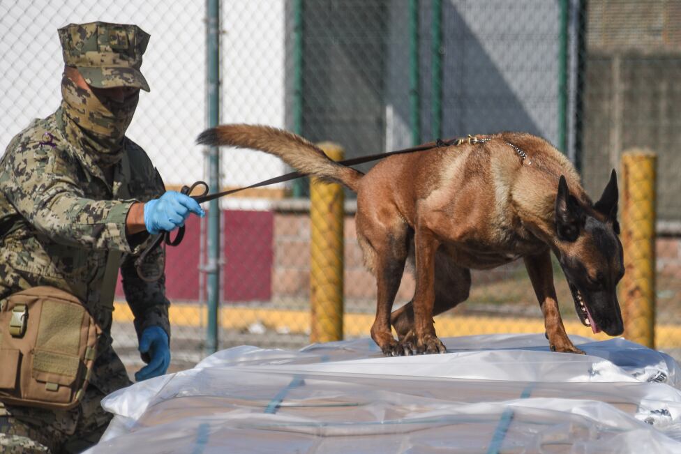 Tracking dogs play a role in combating trafficking.
