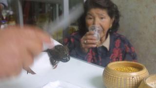 Serfor: advierten que ingerir ranas en jugos o extractos puede afectar a la salud