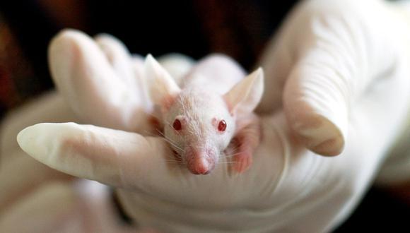 Un ratón de laboratorio. (Imagen referencial: pixabay)