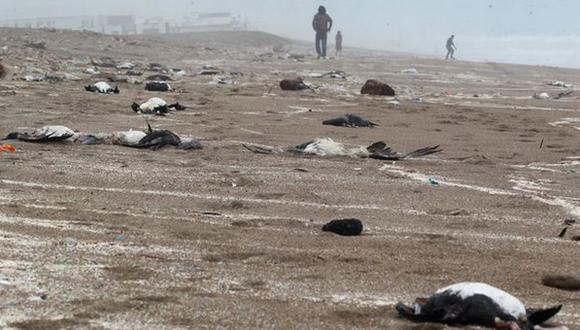 Chorrillos: cientos de gaviotas muertas en playa Villa