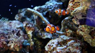 "Es muy preocupante": estudio alerta sobre el riesgo en la fauna marina debido al cambio climático