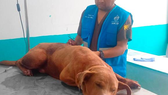 El agresor infringió la Ley 30407 que vela por el bienestar animal. Foto: Municipalidad de Ancón