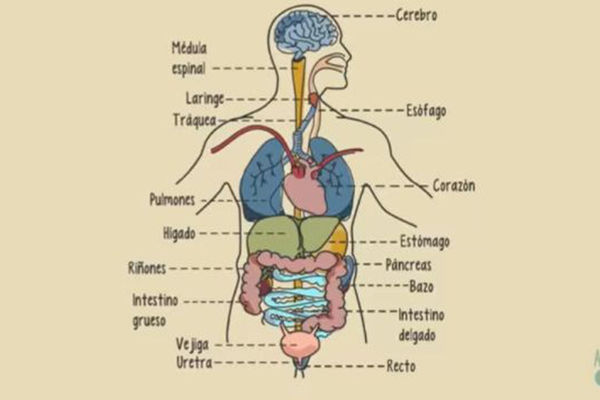 YouTube: los órganos del cuerpo humano explicados en menos de dos ...