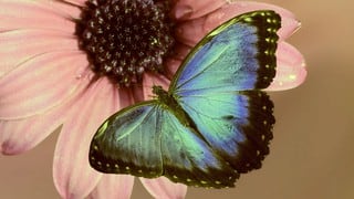 Hallan amplio flujo genético en mariposas, incluso entre especies distantes