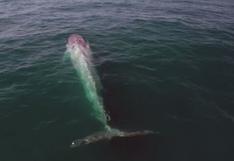 YouTube: ballena ‘trolea’ a zoólogo en documental | VIDEO
