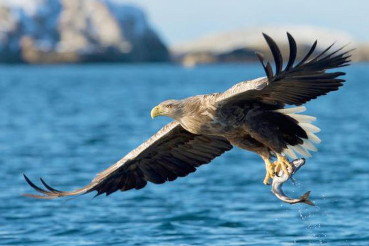 Reino Unido | Coronavirus | En medio de la cuarentena, reaparece el águila  de cola blanca luego de 240 años | TECNOLOGIA | EL COMERCIO PERÚ