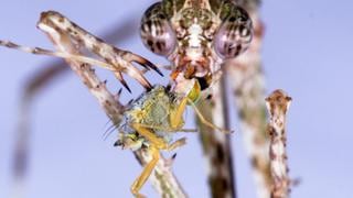 Descubren nueva mantis religiosa que utiliza una especie de arpón para capturar a sus presas