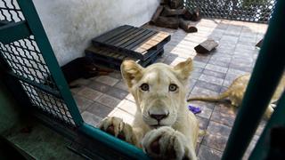 Los leones africanos que viven en una azotea en Ciudad de México | FOTOS Y VIDEO