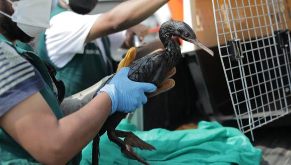Un ave afectada rescatada del derrame de petróleo es atendida por personal del Serfor | Foto: Archivo El Comercio