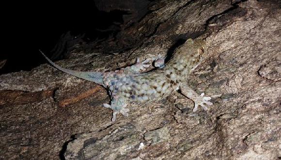 Esta nueva especie de gecko tiene grandes escamas, similares a las de los peces. (Foto: AFP / PEERJ / FRANK GLAW)