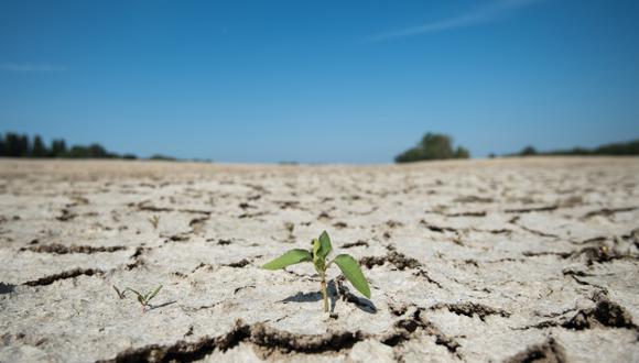 Una parte seca del lecho del río Loira en Montjean-sur-Loire, el oeste de Francia, debido a que las condiciones de sequía prevalecen en gran parte de Europa occidental, que sufre una nueva ola de calor. (Foto: AFP)