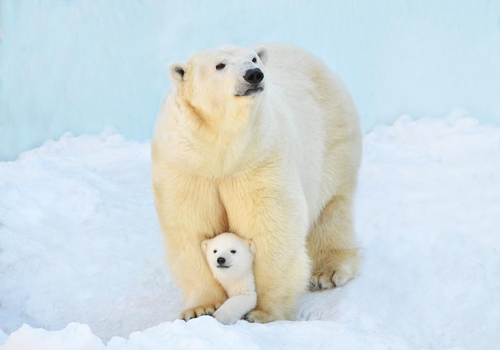 Cada 27 de febrero se celebra el Día Internacional del Oso Polar, una fecha que nació para crear consciencia sobre el impacto del calentamiento global en el hábitat de este animal. Recordemos que a pesar de su popularidad, su estado de conservación es vulnerable. Ahora te presentamos algunas imágenes de este tierno animal. (Foto: Shutterstock)

